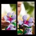 LEGO® Botanical Hibiscus 10372